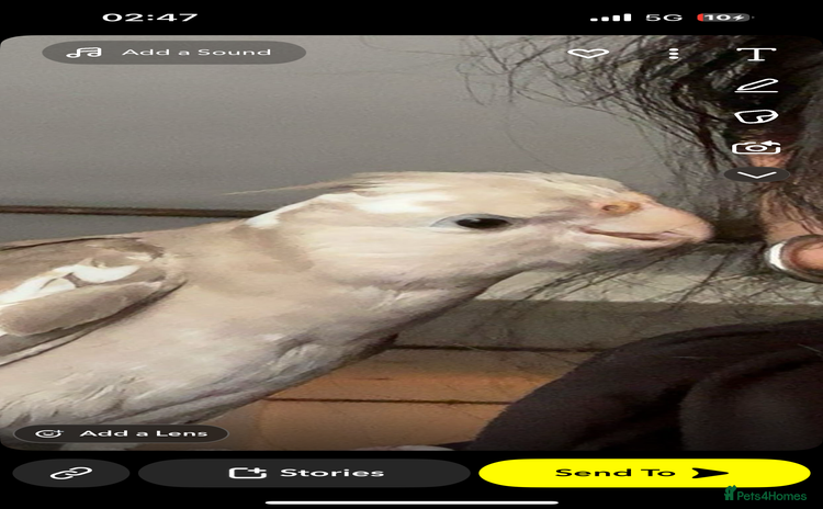 Cockatiels birds - Advert 14