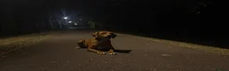 Labrador Retriever dogs for sale: Milo red fox lab  - Advert 3