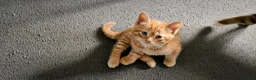 Mixed Breed cats for sale: Gorgeous ginger girl looking for forever home - Advert 10