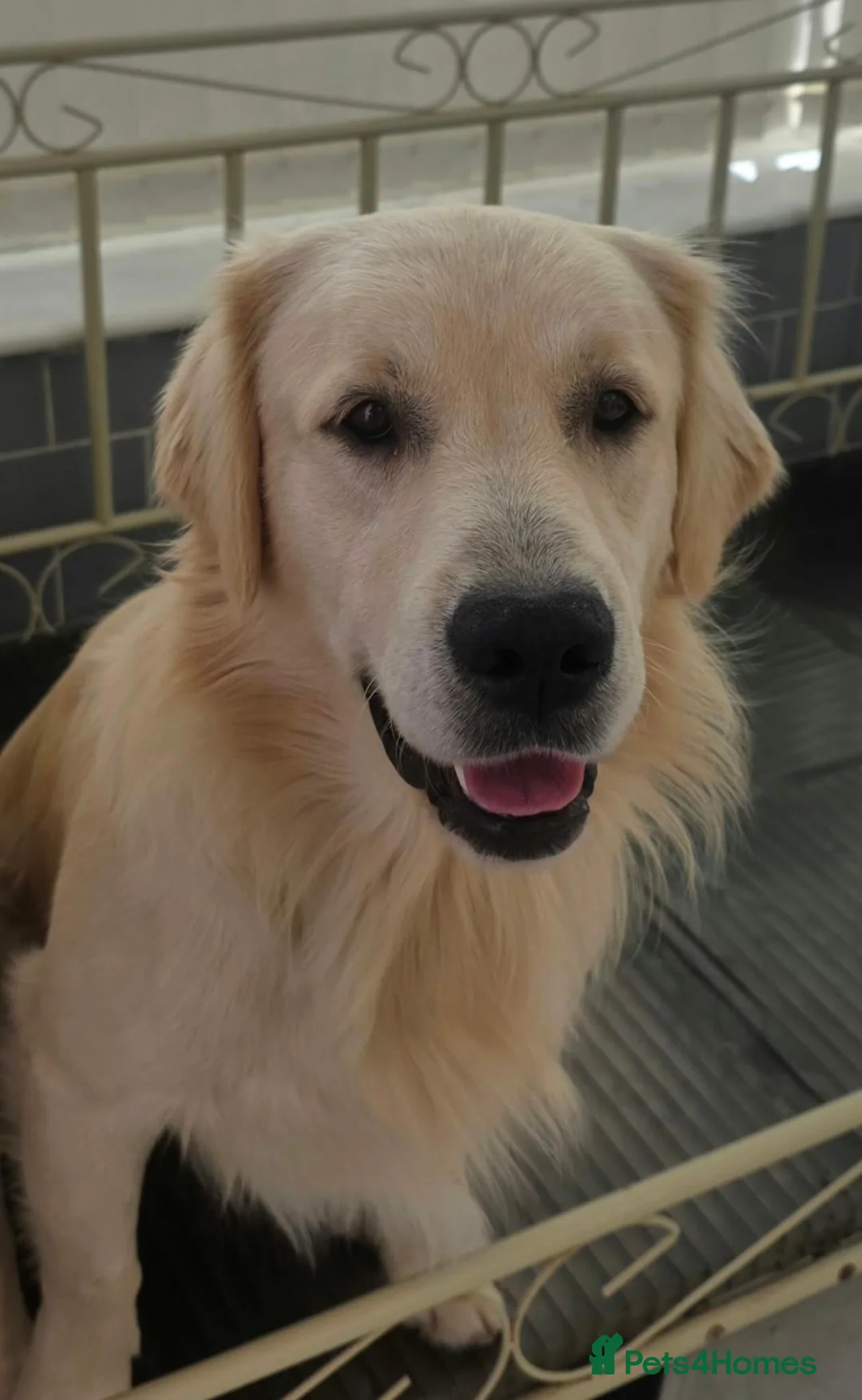 Golden Retriever dogs for stud: Golden retriever - Advert 1