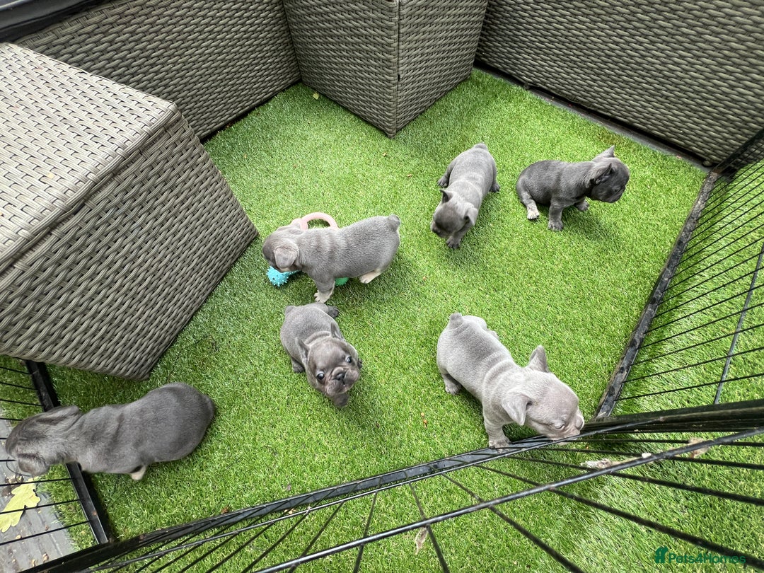 French Bulldog dogs for sale: 7 week old kC French bulldogs - Image 19