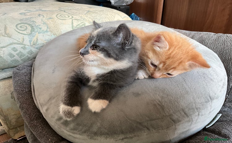 Mixed Breed cats - Advert 4