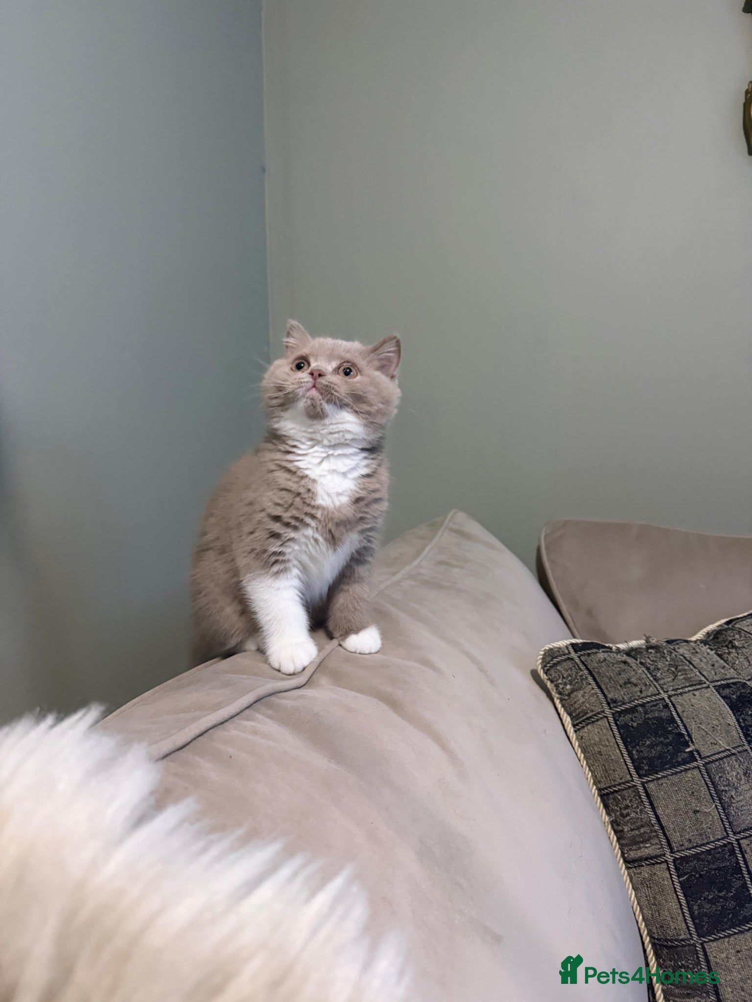 British Shorthair cats Tica reg fawn and white boy  - Advert 2