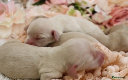 Miniature Dachshund dogs for sale: KC Cream Longhair Miniature Dachshunds - Image 6