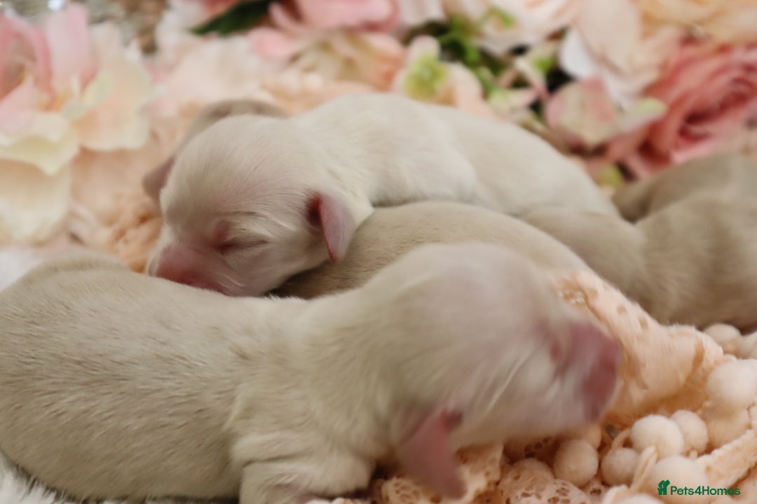 Miniature Dachshund dogs for sale: KC Cream Longhair Miniature Dachshunds - Image 6