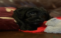 Jackapoo dogs for sale: ✨ Gorgeous Jackapoo puppies ready to leave now ✨ - Advert 8