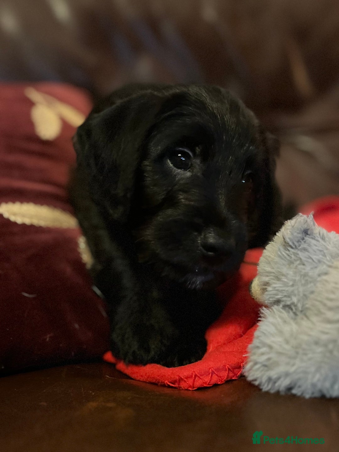 Jackapoo dogs for sale: ✨ Gorgeous Jackapoo puppies ready to leave now ✨ - Advert 8