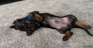 Dachshund dogs - Advert 19