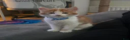 Mixed Breed cats for sale: Male kitten  - Advert 2