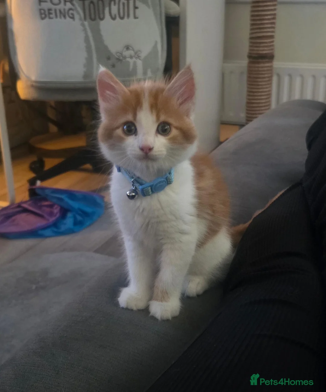 Mixed Breed cats for sale: Male kitten  - Advert 2