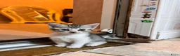 Mixed Breed cats for sale: Mixed breed British shorthair tabby  in Leicester - Advert 4