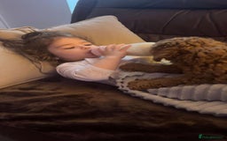 Toy Poodle dogs for sale: Red Toy Poodle puppies 🐶 💥💥💤 - Image 11