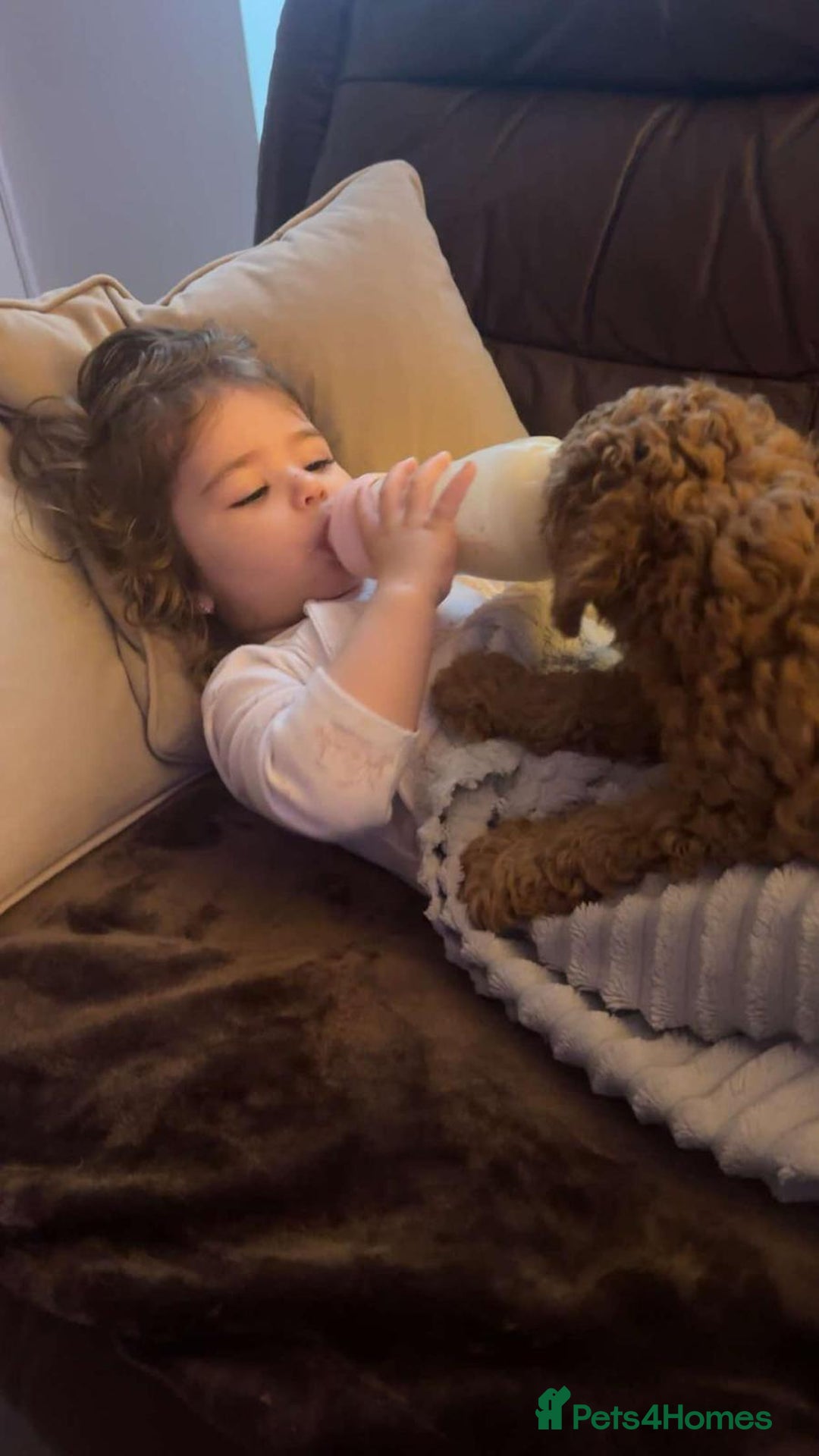Toy Poodle dogs for sale: Red Toy Poodle puppies 🐶 💥💥💤 - Image 11