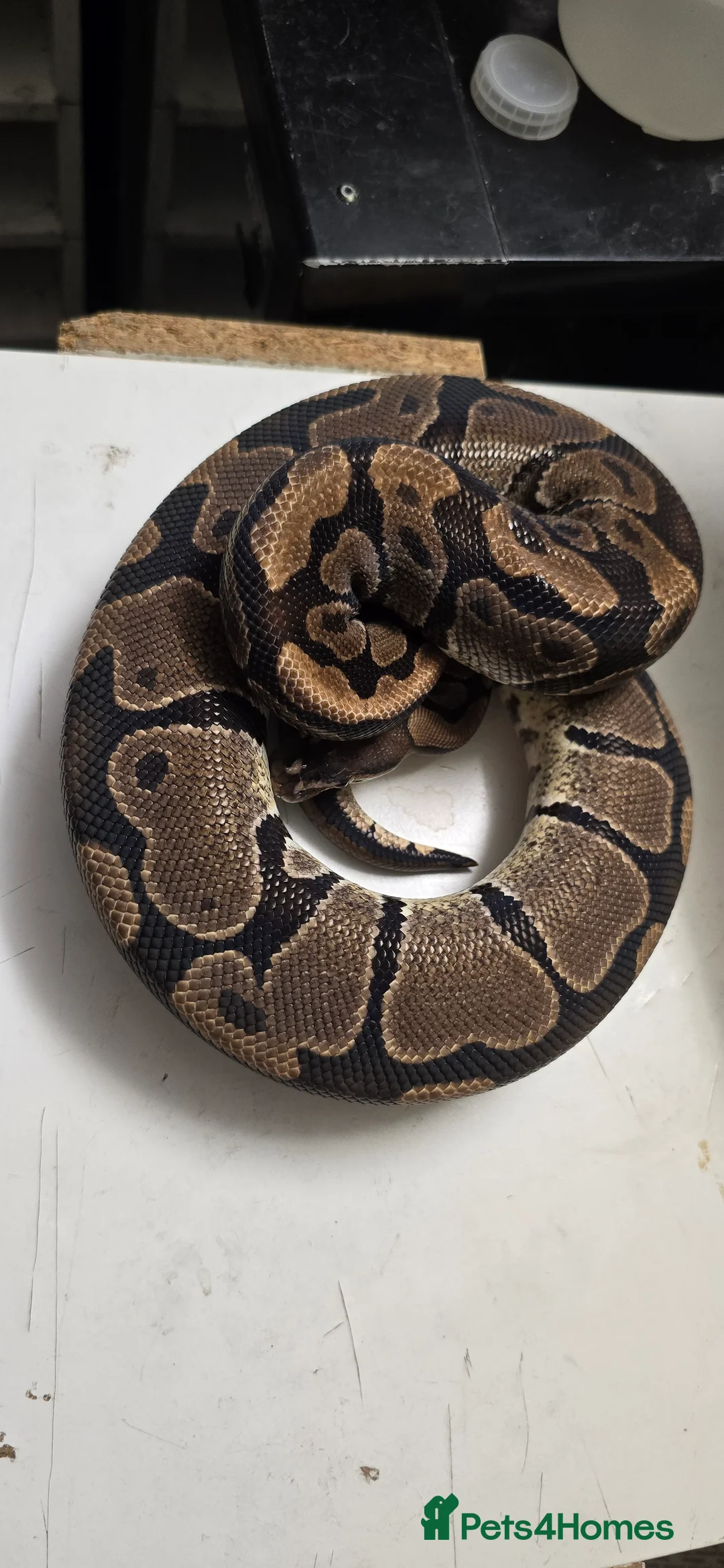 Python Snake reptiles for sale: Various Ball Pythons in Wellingborough - Advert 12
