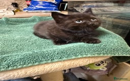 British Shorthair cats for sale: BRITISH BLUE X KITTENS - Image 4