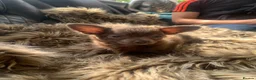 Chihuahua dogs for sale: Litter of chihuahua puppies ready to leave now  - Advert 12