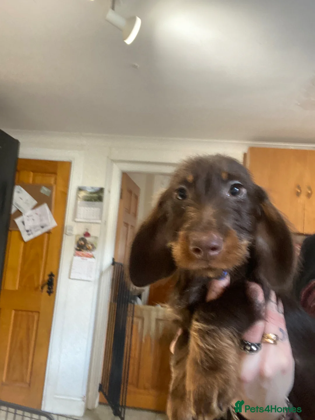 Miniature Dachshund dogs for sale: Miniature wire hair dachshunds  - Advert 2