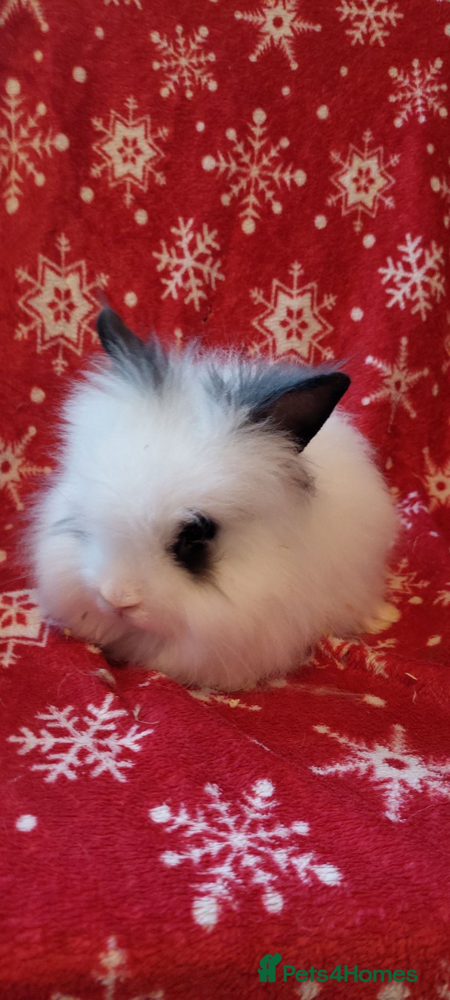 Lionhead rabbits READY Loinhead babys 1buck 1 doe left - Advert 20