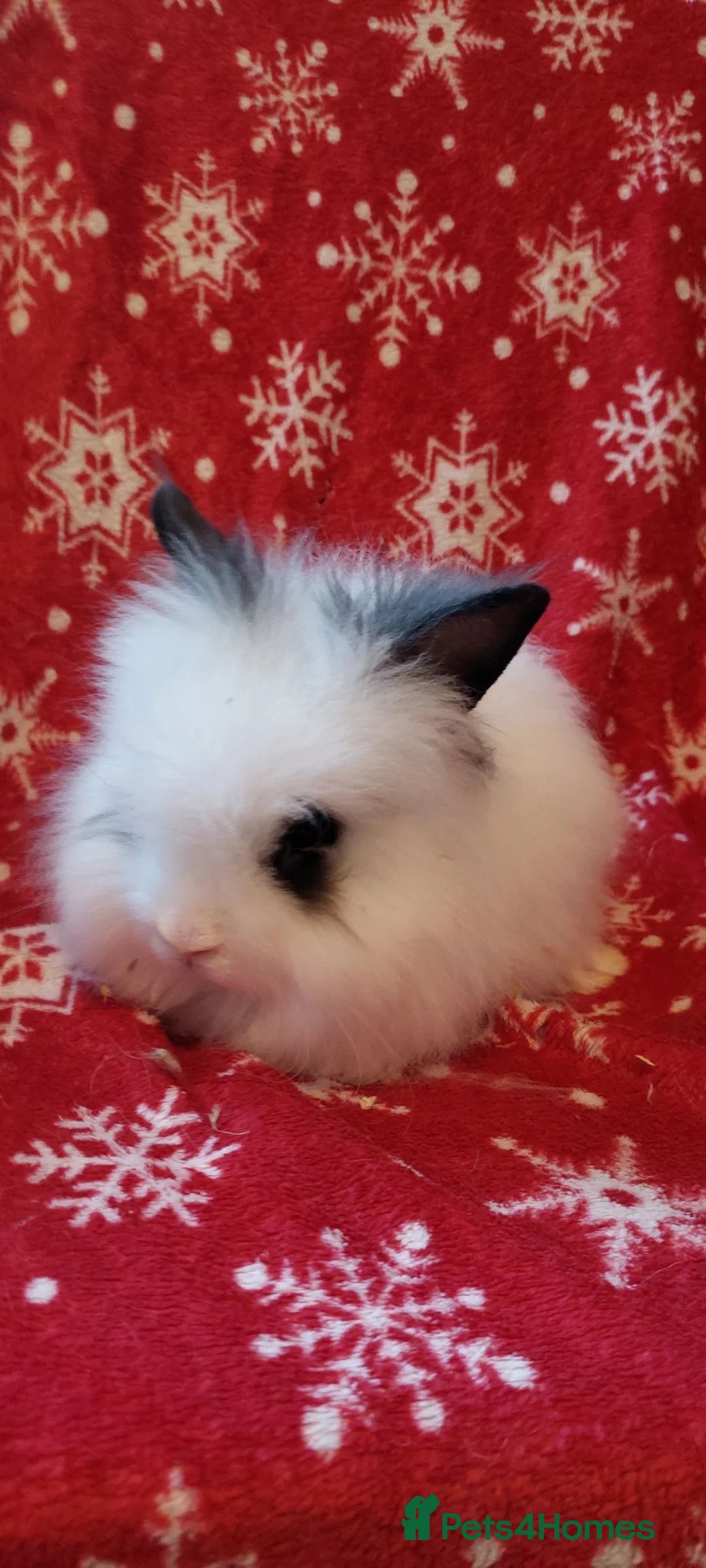 Lionhead rabbits for sale: READY Loinhead babys 1buck 1 doe left - Advert 1