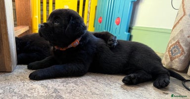 Mixed Breed dogs - Advert 5