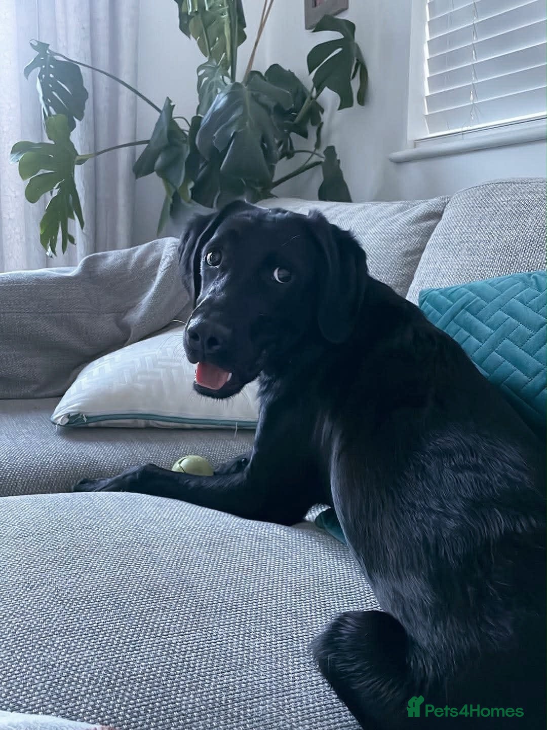 Cockerdor dogs 8MONTH OLD PUPPY  - Advert 13