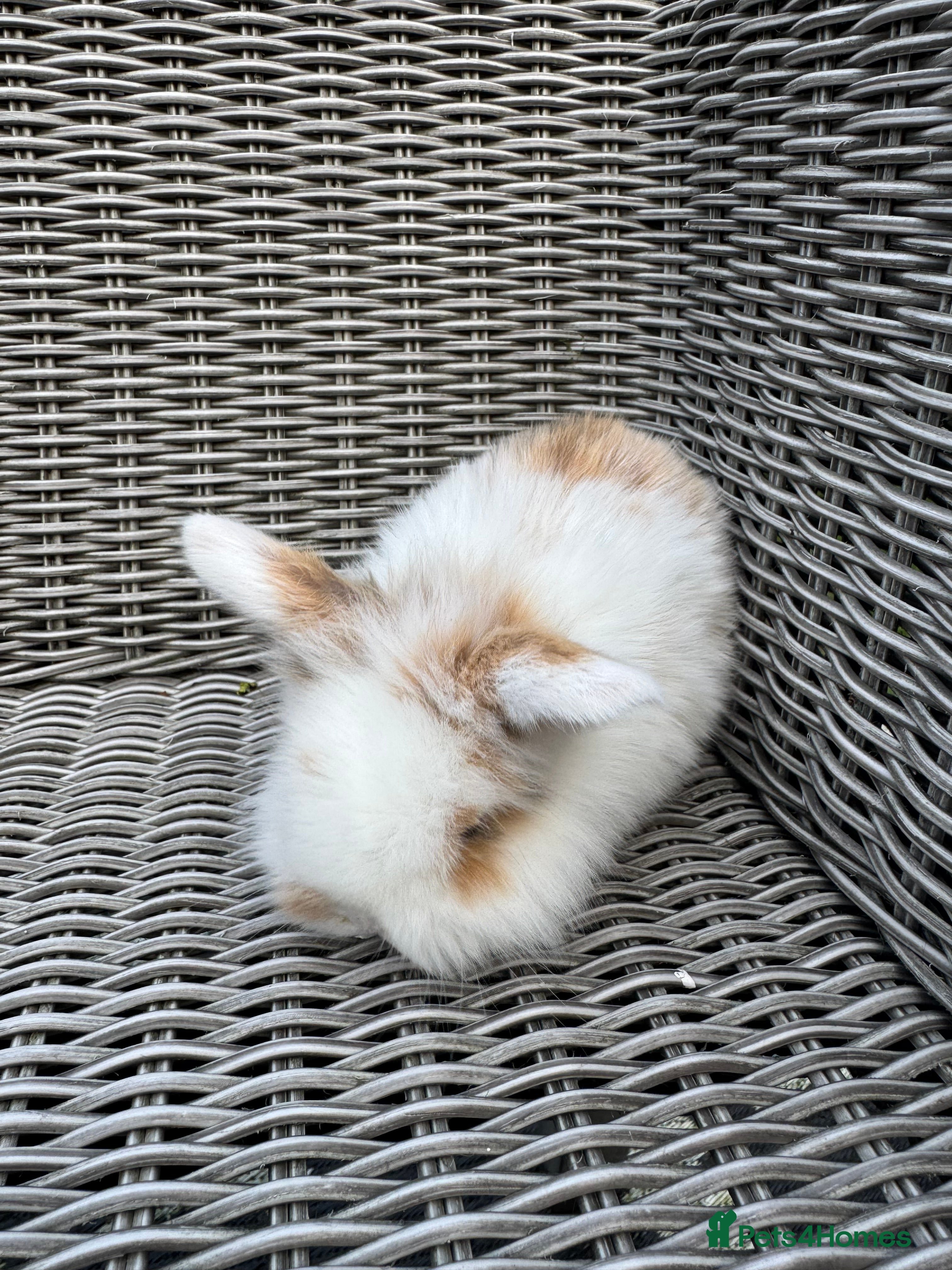 Mini Lion Lop rabbits Mini lion lop female 8 weeks old  - Advert 3