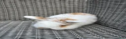 Mini Lion Lop rabbits for sale: Mini lion lop female 8 weeks old  - Advert 1