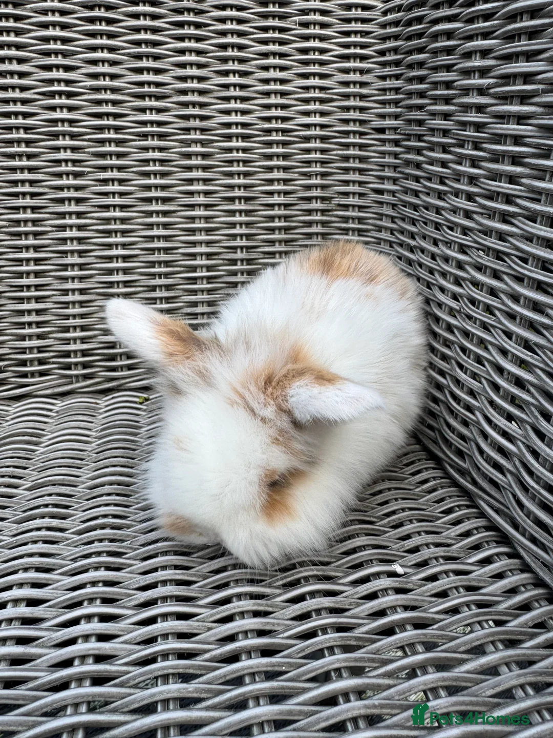 Mini Lion Lop rabbits for sale: Mini lion lop female 8 weeks old  - Advert 1