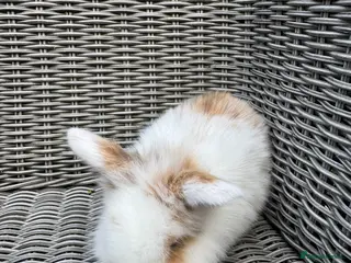 Mini Lion Lop rabbits Mini lion lop female 8 weeks old - Advert 3