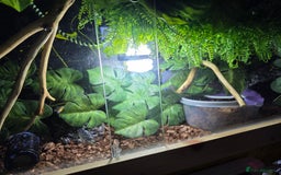 Python Snake reptiles for sale: Ball python and setup  - Image 6