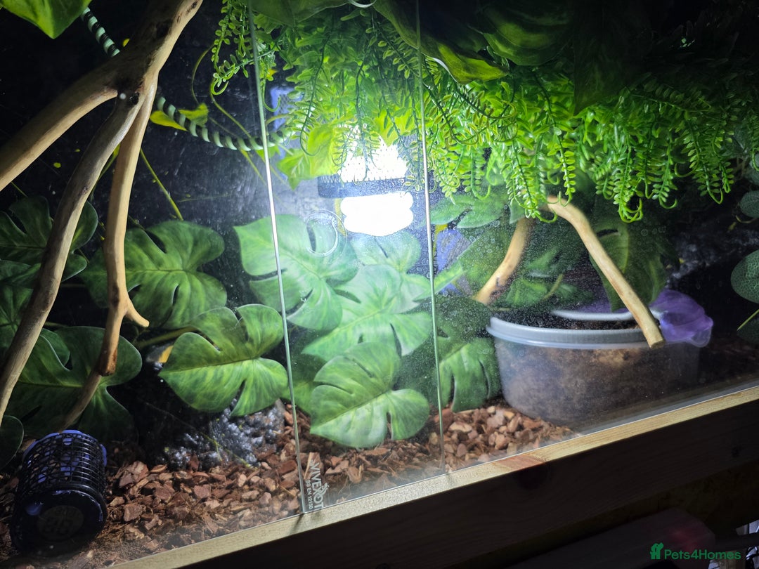 Python Snake reptiles for sale: Ball python and setup  - Image 6