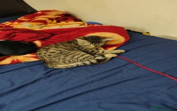 Mixed Breed cats for sale: Cat to rehome - Image 11