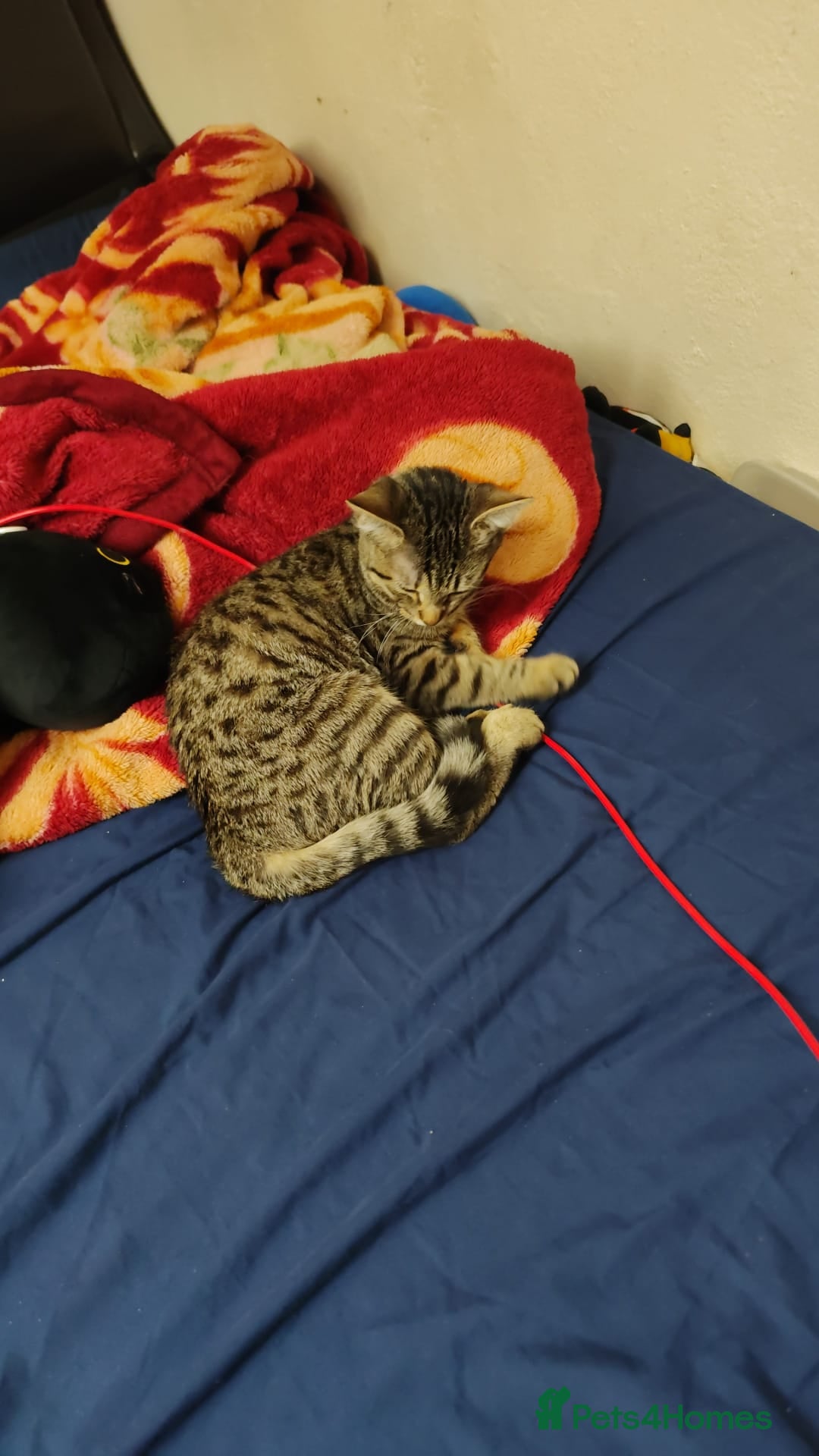 Mixed Breed cats for sale: Cat to rehome - Image 11