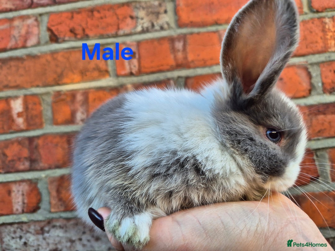 Mini Lop rabbits for sale: 7 stunning mini lops - Advert 10