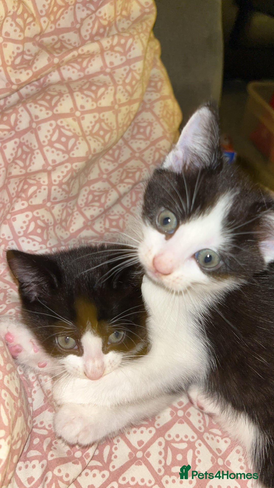 Mixed Breed cats for sale: 2 adorable kittens looking for their forever home - Advert 4