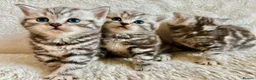 British Shorthair cats for sale: GCCF Rare Show Quality BSH Silver Tabby Kittens  - Advert 1