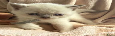 British Shorthair 3
