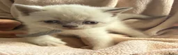 British Shorthair cats for sale: British shorthair colourpoint kittens  - Advert 11
