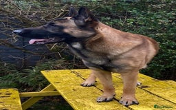 German Shepherd dogs for sale: 2 years old German Shepherd needs a new home - Image 2
