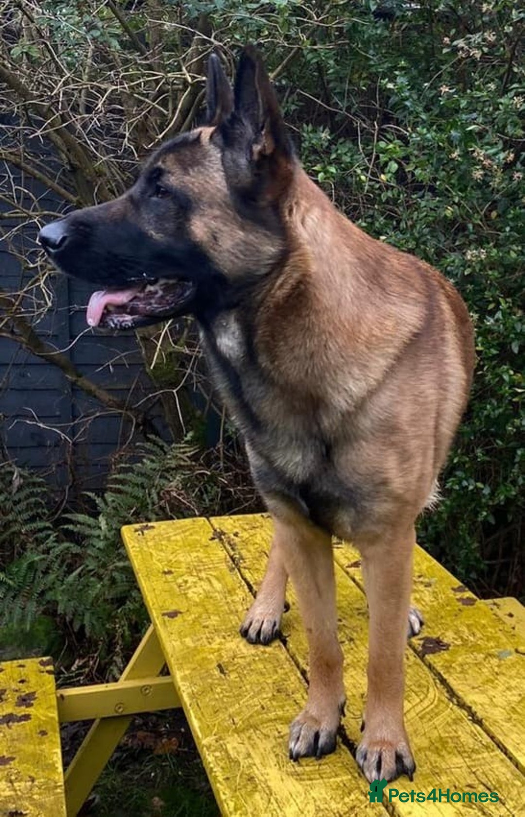 German Shepherd dogs for sale: 2 years old German Shepherd needs a new home - Image 2