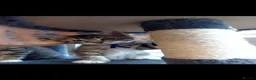 Mixed Breed cats for sale: 3 cute kittens for loving home - Advert 17