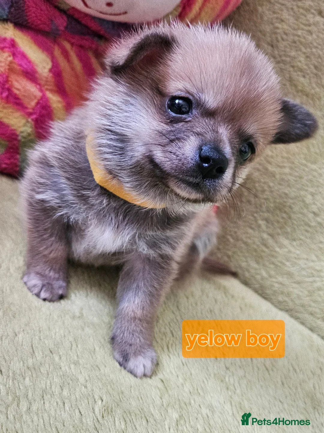 Pomchi dogs for sale: 🐶♥️Beautiful Pomchi puppies🐶♥️ - Advert 1