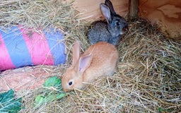 Continental Giant rabbits for sale: Beautiful Giant Continental Babies - Image 23