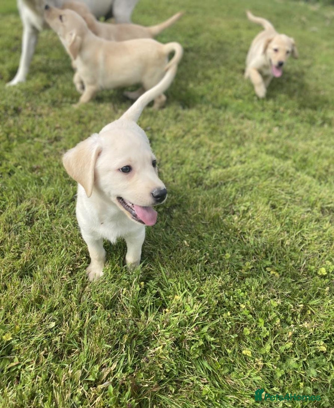 Labrador Retriever dogs for sale: Health checked labrador puppies - Image 2