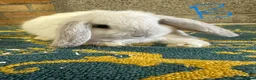 Mini Lop rabbits for sale: Mini Lop Rabbits For Sale - Advert 5