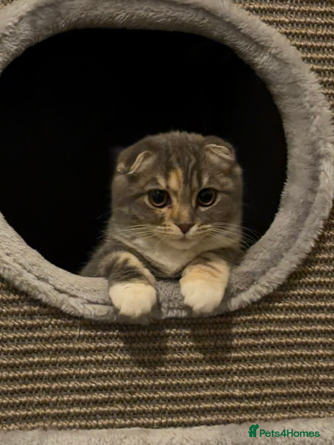 Mixed Breed cats for sale: Fold x Maine coon girls - Advert 2