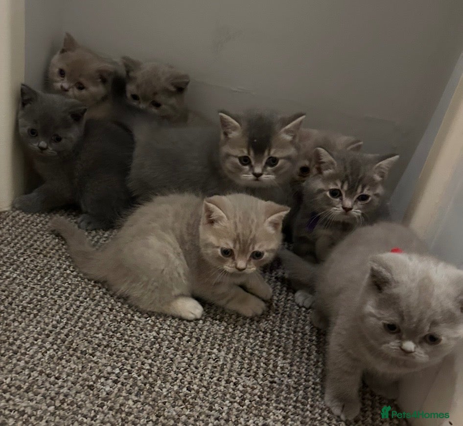 British Shorthair cats Beautiful British Shorthair kittens - Advert 2