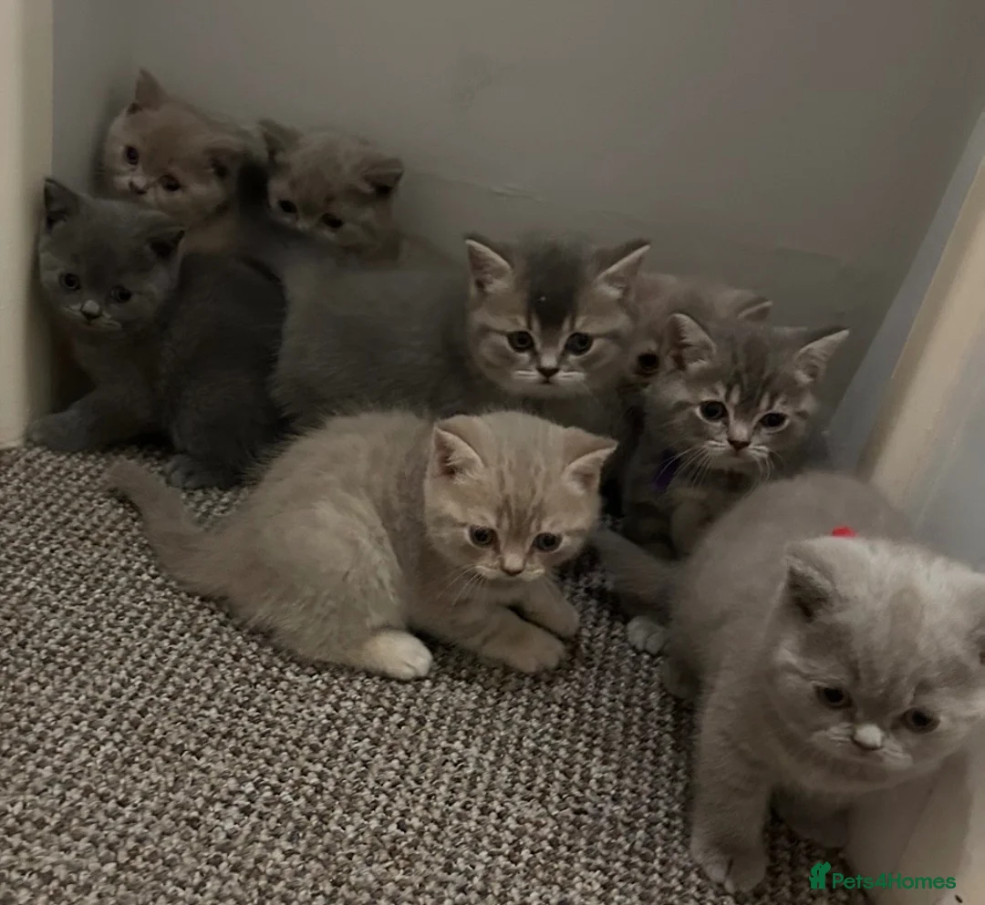 British Shorthair cats for sale: Beautiful British Shorthair kittens - Advert 2
