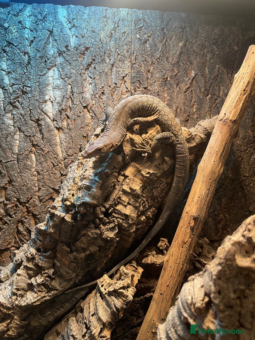 Monitor reptiles for sale: Black-Headed Monitors & Pigmy Mulga Monitors - Advert 2