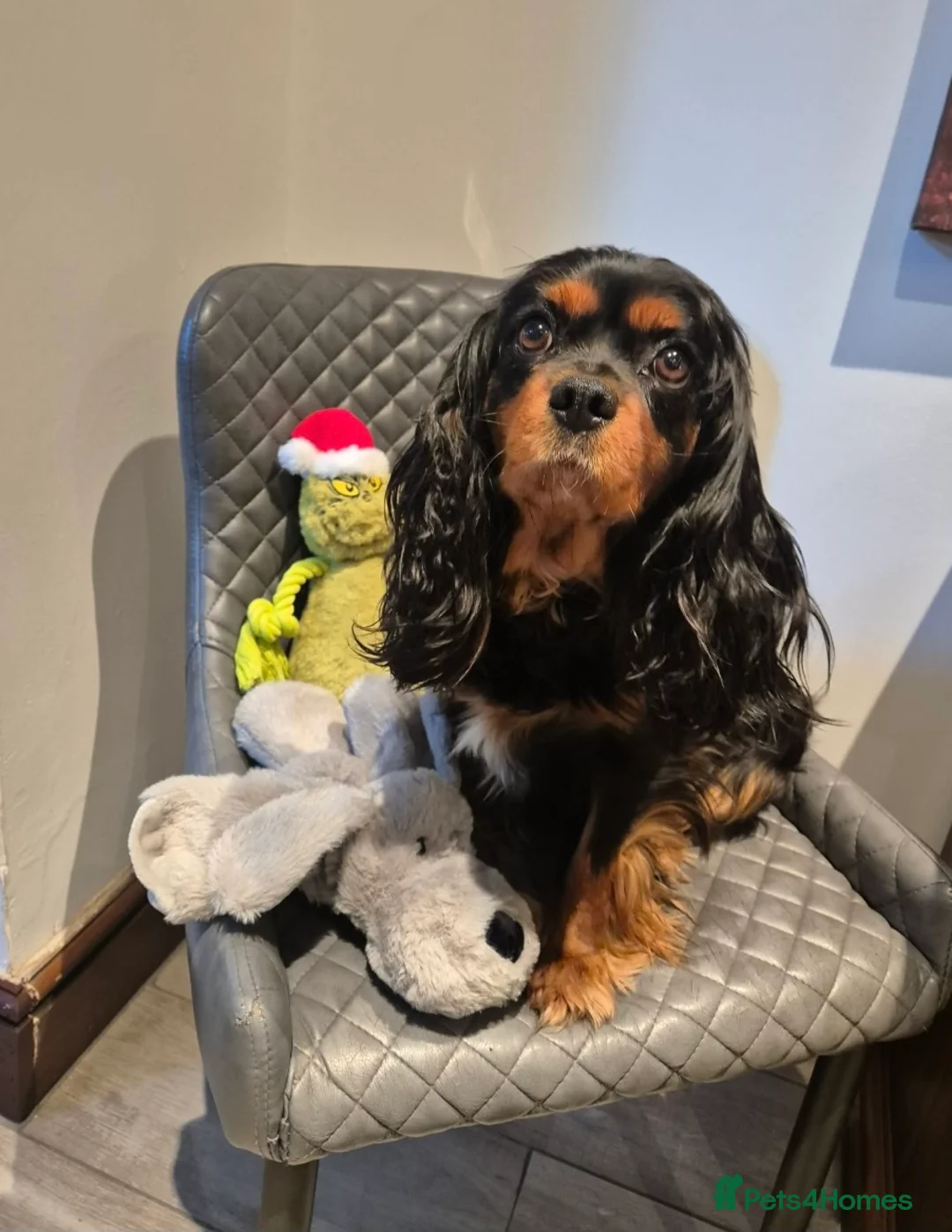 Cavalier King Charles Spaniel dogs for sale: Kc registered stunning puppies  - Advert 2